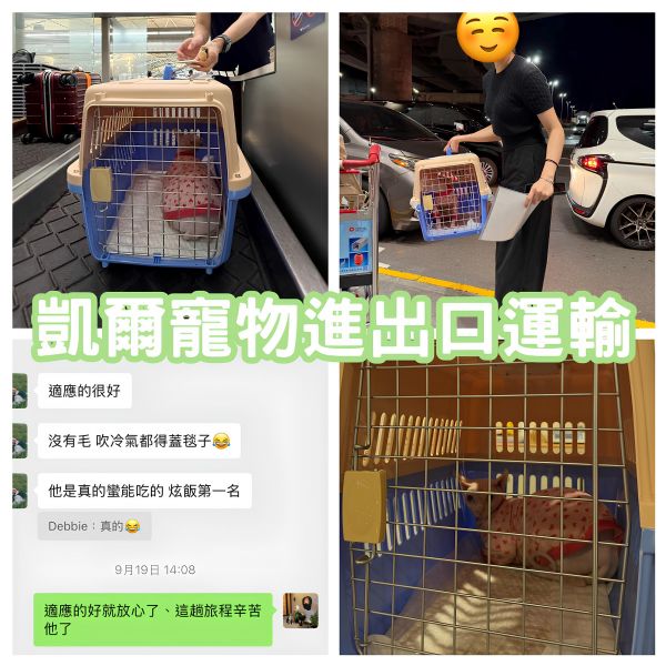 2025/09/18『中國飛台灣』斯芬克斯貓/無毛貓、中國飛台灣~~~~